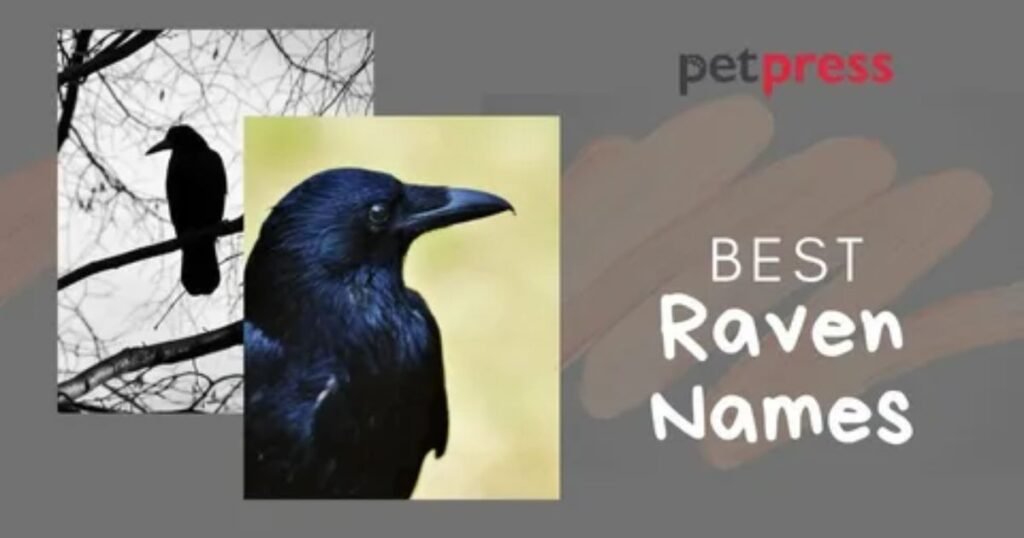 The-Origin-of-the-Name-Raven.
